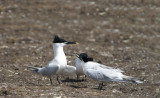 DSC00348F grote stern (Sterna sandvicensis, Sandwich Tern).jpg
