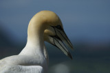 DSC00891F jan-van-gent (Morus bassanus, Northern Gannet).jpg