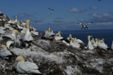 DSC00959F jan-van-gent (Morus bassanus, Northern Gannet).jpg