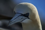 DSC01146F jan-van-gent (Morus bassanus, Northern Gannet).jpg