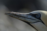 DSC01174F jan-van-gent (Morus bassanus, Northern Gannet).jpg