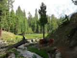Cows along a stream - 363.jpg