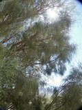 153-Tamarisk (Salt Cedar) Tree.jpg