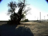 219-Tamarisk trees on RR ROW, Cadiz.jpg