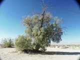 251-Large Salt Cedar at Cadiz.jpg