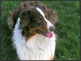 Buster (Australian Shepherd)