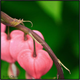 Bleeding Heart #24 Tendril