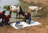 Washing With Cows