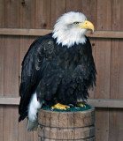 Sidney, the Bald Eagle at Warwick Castle
