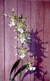 orchidandshadowDSC02736.jpg