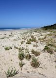 Western Australian beach