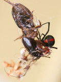 November 27. Smorgasborg for a Redback spider