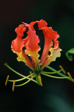 January 31. Gloriosa superba