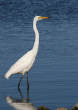 February 3. Egret