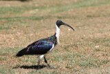 February 13.  Straw Necked Ibis.