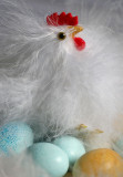 Happy Easter everyone!