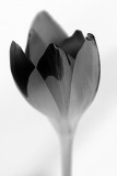Crocus