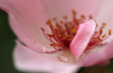 Rain on a rose