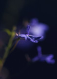 Backlit