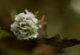 Clover flower