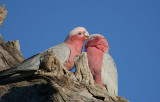 Pink and Grey Galahs