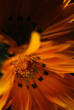 Backlit Gazania