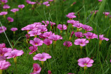 Oxalis going wild