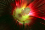 Backlit Hollyhock