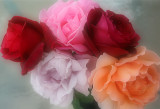 Last roses of winter