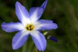 Early flowering