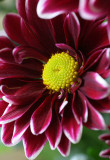 Bright spot