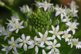 Scilla peruviana alba