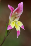 Gladiolus venustus