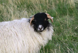 A woolly resident of Weardale