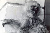 Someones pet monkey RTV 1963