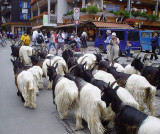 Goats in Zermatt