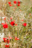 Poppies