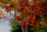THE GUM TREE IN MY FRONT YARD