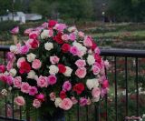 PINK ROSES FOR THE FIGHT AGAINST BREAST CANCER