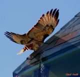 BEING MOONED BY A RED TAILED HAWK