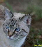 PUMA CHECKING OUT THE COMPETITION...HOWEVER, SHE SEES TWO OF EVERYTHING