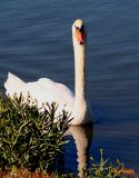 HI, IM SHAWN THE SWAN!