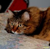 J.D.......ONE SPOILED KITTY!