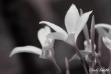 PLUMARIA BW