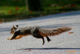 ITS A BIRD....ITS A PLANE....NO ITS SUPER SQUIRREL!
