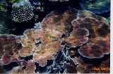 DIVING THE GREAT BERRIER REEF