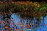 MARSHLAND AT DUSK