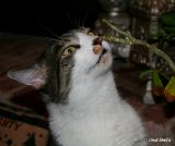 I SMELL ANOTHER CAT