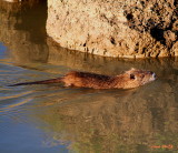 NUTRIA