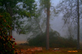 LOUISIANA MORNING FOG